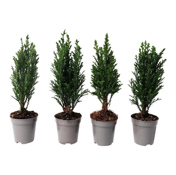 <h4>CHAMAECYPARIS LAWSONIANA P6</h4>