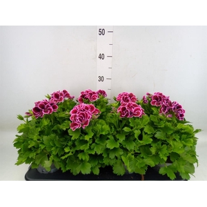 Pelargonium gran.   ..