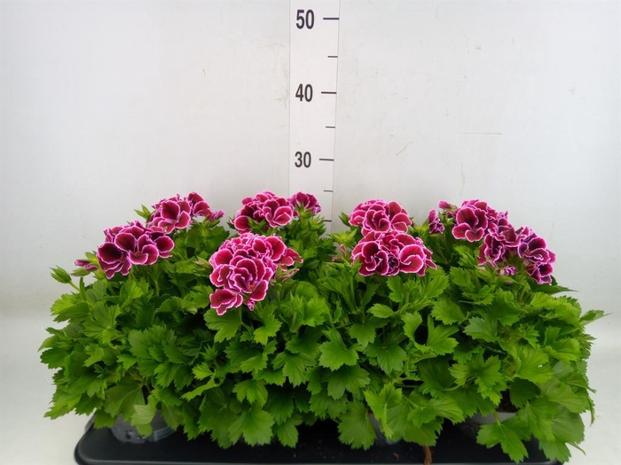 <h4>Pelargonium gran.   ..</h4>