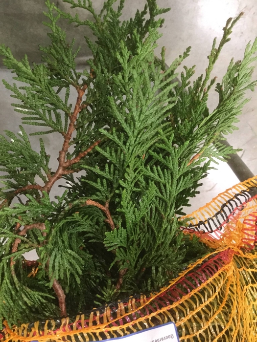 <h4>CONIFEREN SNIJGROEN</h4>