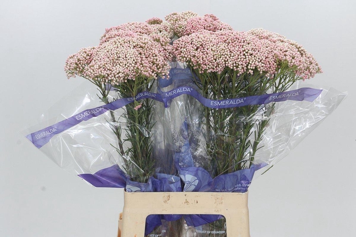 <h4>Ozothamnus Cooks Tall Pink</h4>