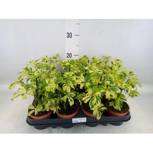 Schefflera arbor. 'Janine'