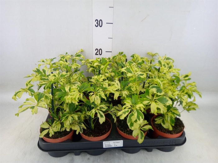 <h4>Schefflera arbor. 'Janine'</h4>