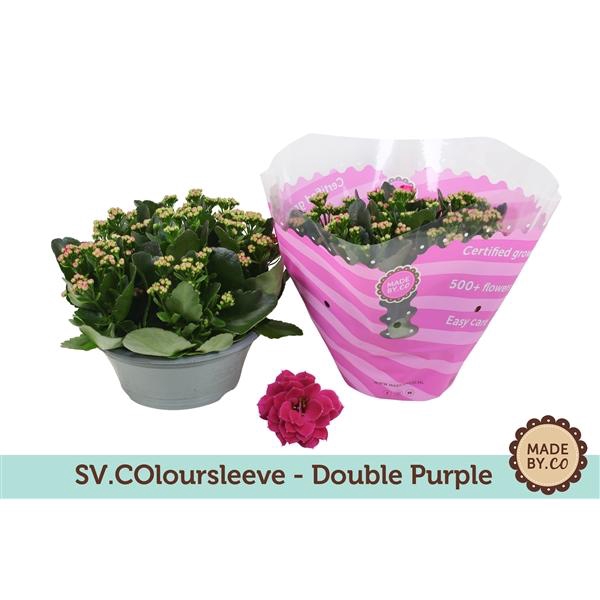 <h4>Kalanchoë Double Purple in SV.COloursleeve</h4>