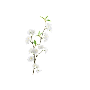 Prunus White