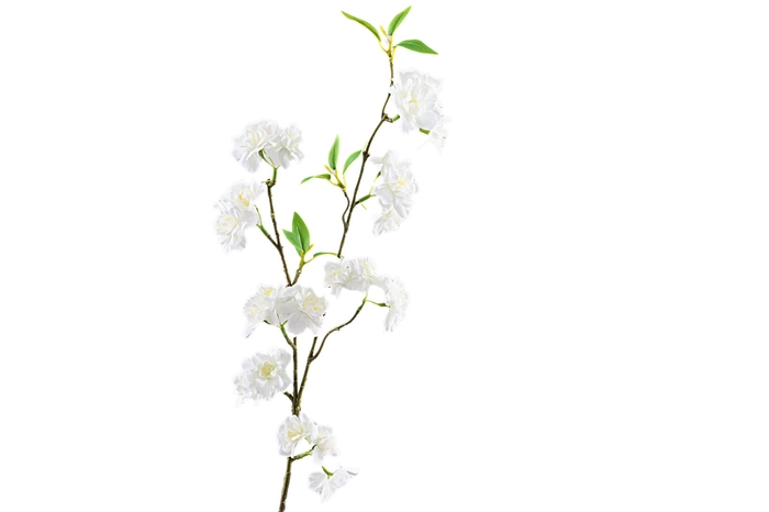 <h4>Prunus White</h4>