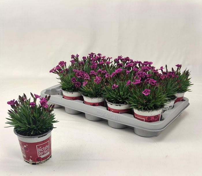 arr8 Dian Picture Perfect