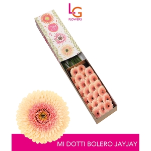 Germini Pomponi Jayjay Doos