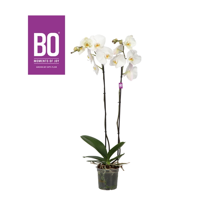 <h4>King P15 BO White 2 spike</h4>
