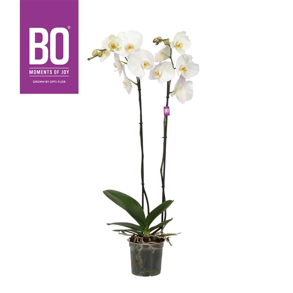 King P15 BO White 2 spike