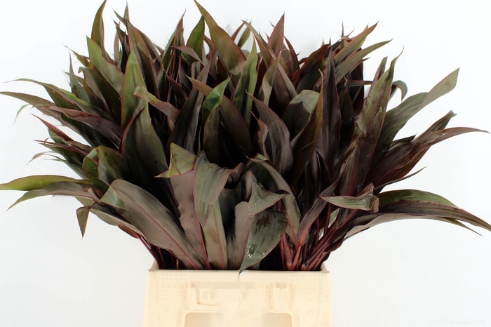 <h4>DECOGROEN GROOT BLAD</h4>