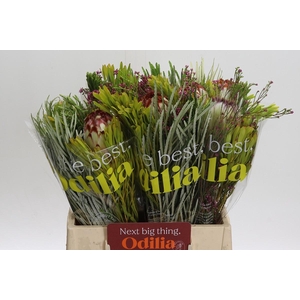 BQ Protea Aurumn SFB