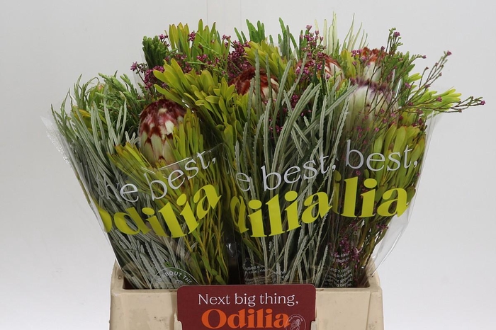 BQ Protea Aurumn SFB