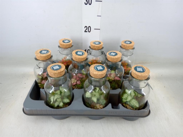 <h4>Arr.    Planten  L%</h4>