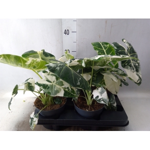 Alocasia   ...