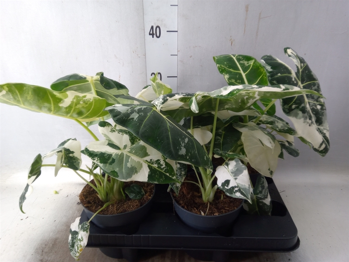 <h4>Alocasia   ...</h4>