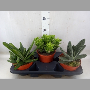 Aloe   ...mix