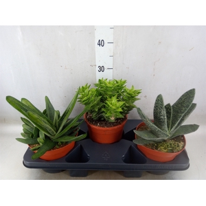 Aloe   ...mix