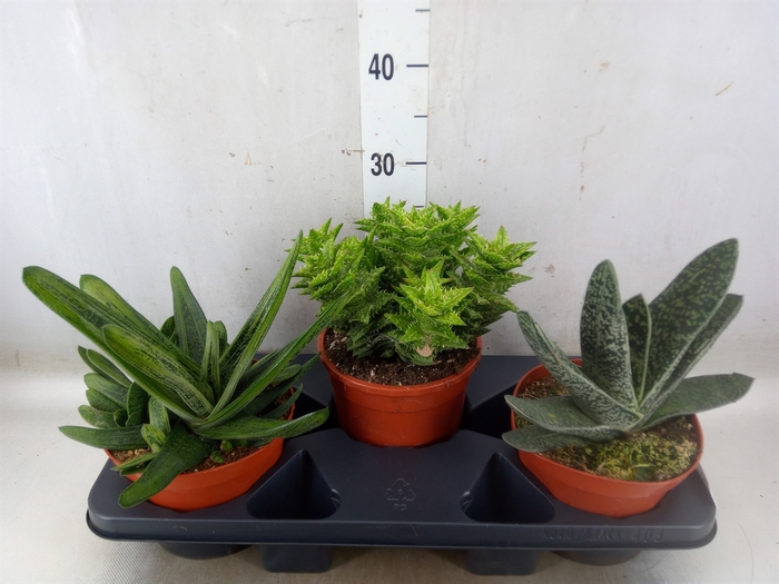 <h4>Aloe   ...mix</h4>