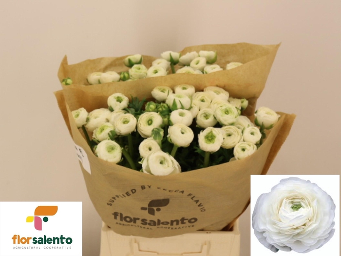 <h4>RAN EL WHITE</h4>