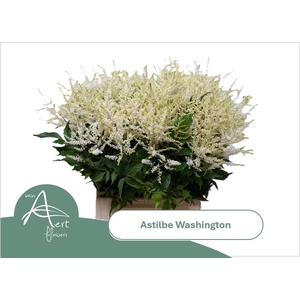 ASTIL JA WASHINGTON