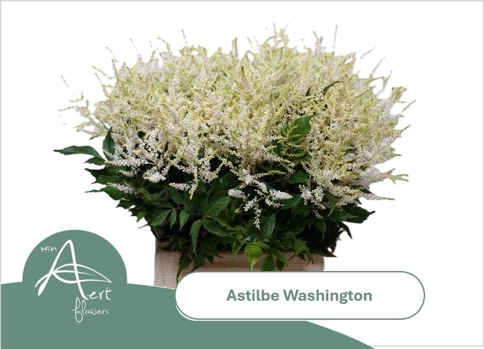 <h4>ASTIL JA WASHINGTON</h4>