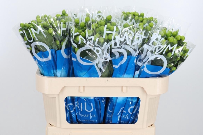 <h4>Hyp Coco Bamboo</h4>