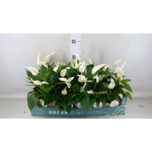 Anthurium  'Banderola Cava'