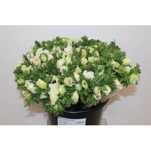 Anem Marianne Panda White