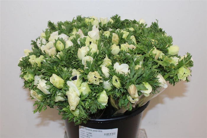 <h4>Anem Marianne Panda White</h4>