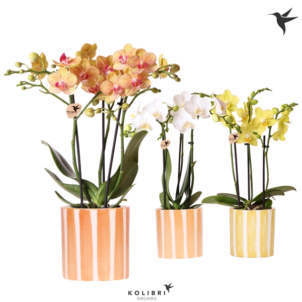 <h4>Kolibri Orchids Phalaenopsis mix 3 spike in Painted Stripe yell</h4>