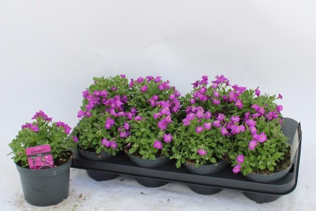 <h4>AUBR AXCENT LILAC</h4>