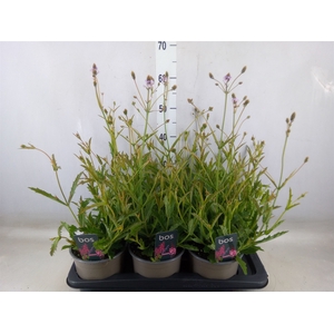 Verbena rigida