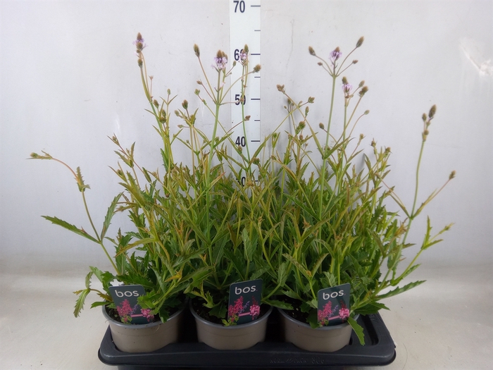 <h4>Verbena rigida</h4>