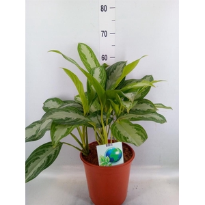 Aglaonema  'Silver Bay'