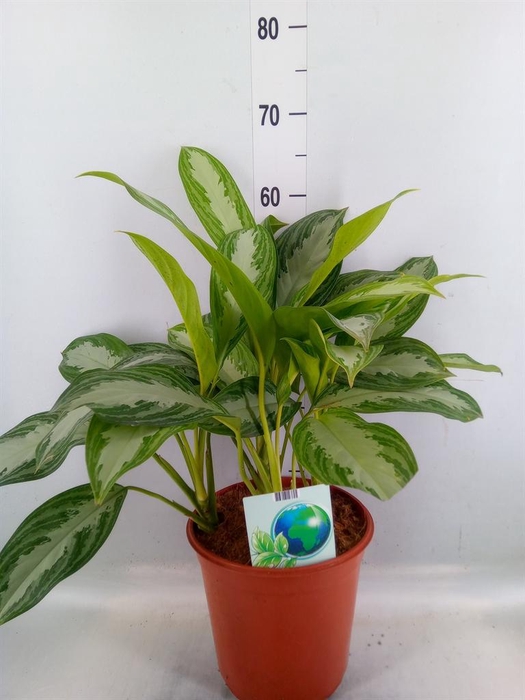 <h4>Aglaonema  'Silver Bay'</h4>