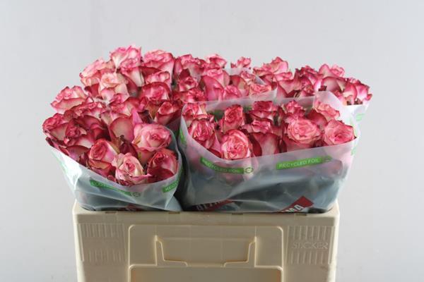 <h4>R Gr Paloma L50</h4>