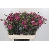 Anemone Margarete Dark Pink