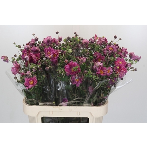 Anemone Margarete Dark Pink
