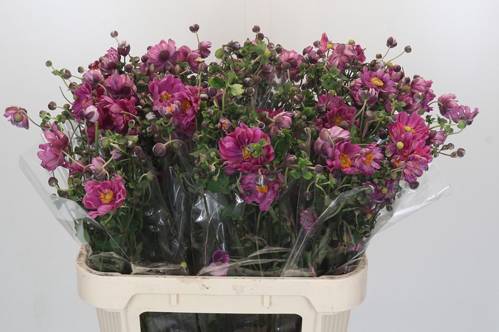 <h4>Anemone Margarete Dark Pink</h4>