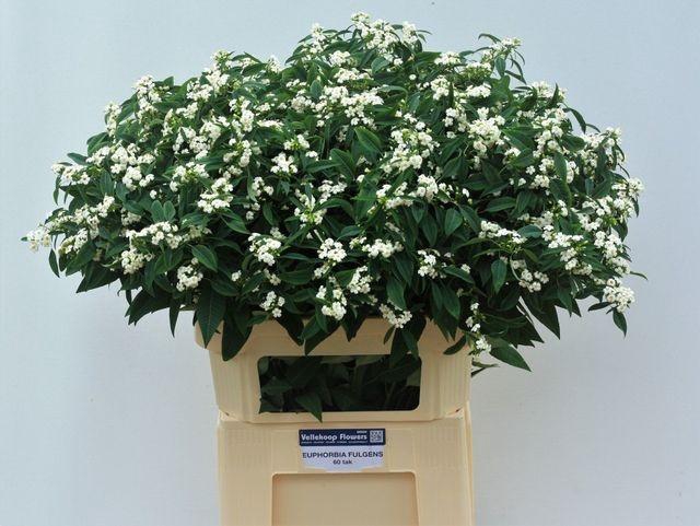 <h4>EUPH F T QUICKSILVER</h4>