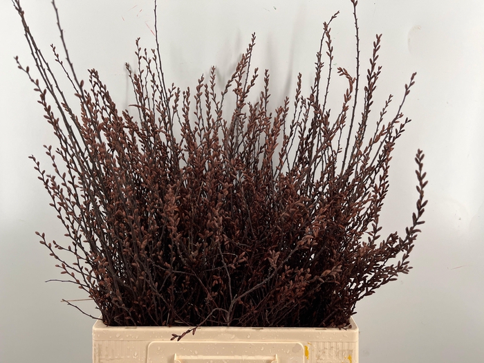 <h4>MYRICA GALE</h4>