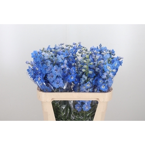 Delphinium Centurion Skyblue