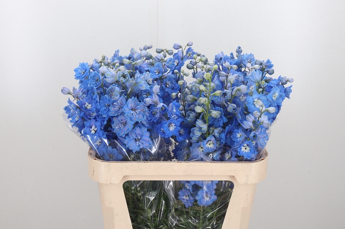 <h4>Delphinium Centurion Skyblue</h4>