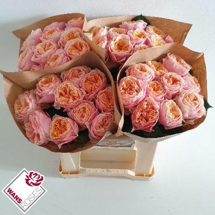 <h4>ROSA GR 'VUVUZELA'</h4>