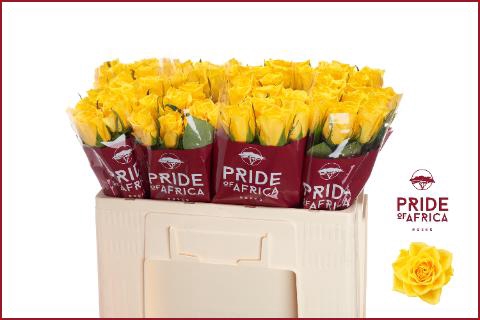 <h4>R GR NJANO!</h4>