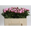 Paeonia Ussiknow