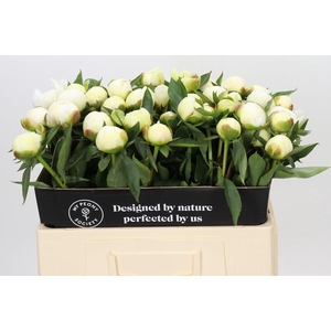 Paeonia Duchesse De Nemours