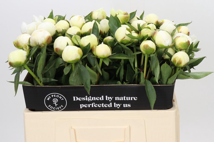 Paeonia Duchesse De Nemours