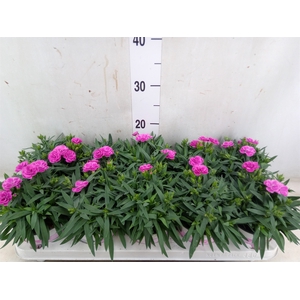 Dianthus car. 'Peman'